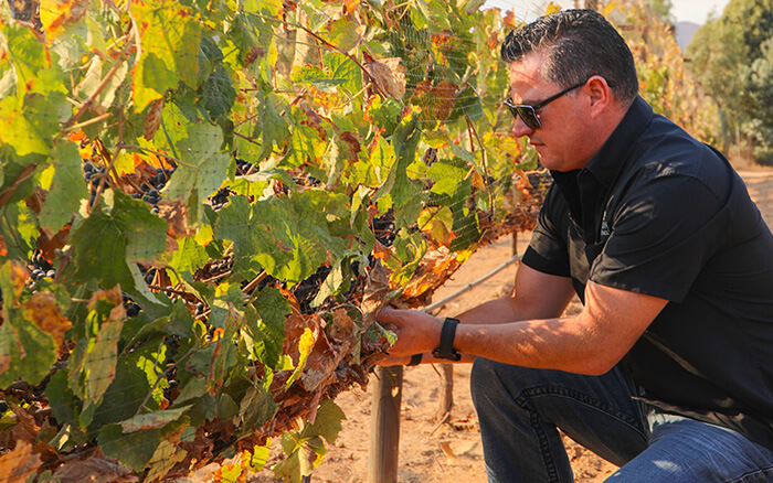 Corona del Valle Vineyards Sustainability